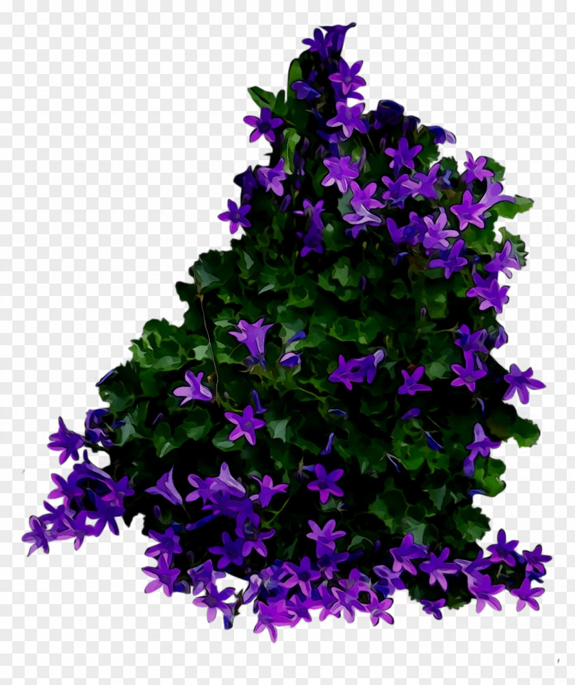 Bellflower Annual Plant Shrub Plants PNG