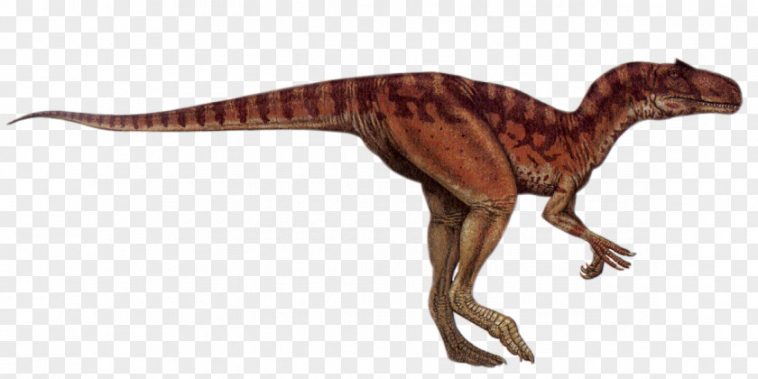Creative Dinosaur Allosaurus Tyrannosaurus Afrovenator Parasaurolophus PNG