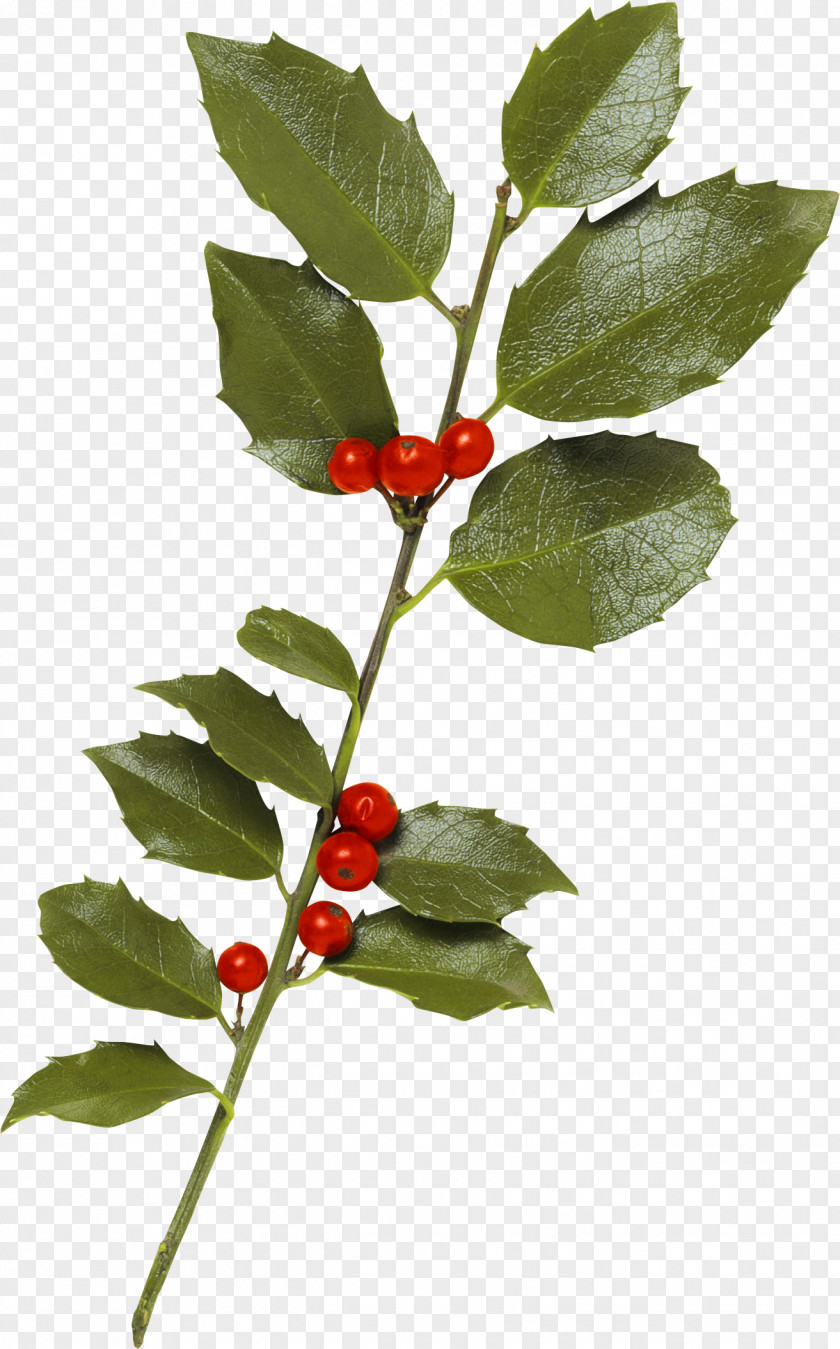 HOLLY Berry Clip Art PNG