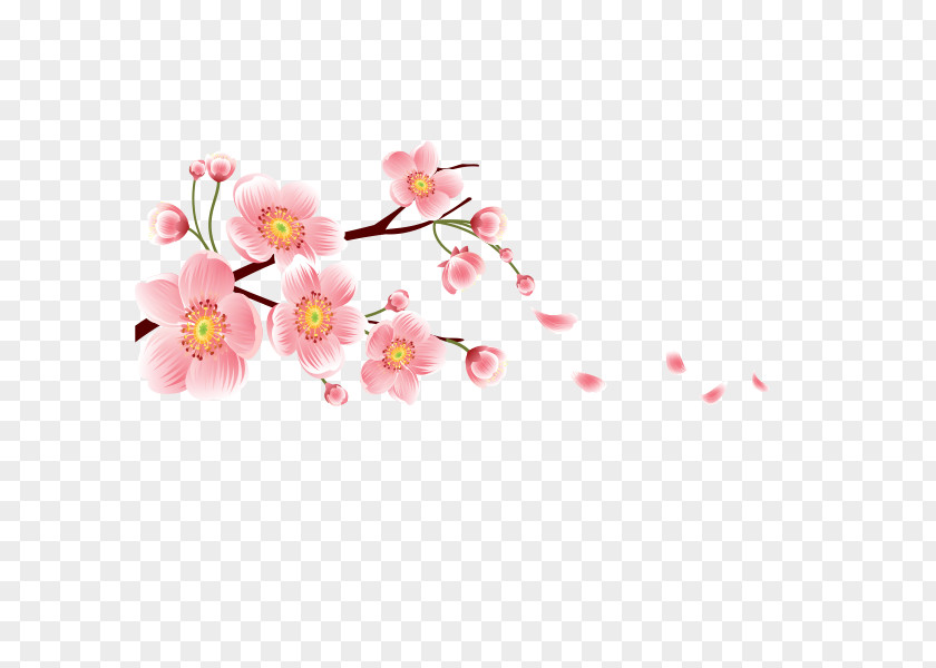 Peach Blossom Cherry Image Flower Graphics PNG