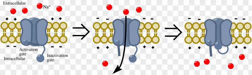 Sodium Channel Diagram Resting Potential Calcium Blocker PNG