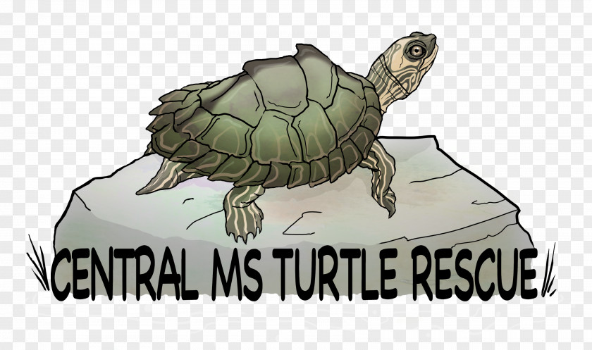 Tortoise Box Turtle Sea Central MS Rescue PNG