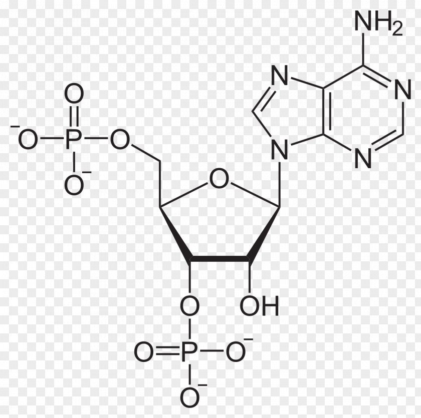 Adenosine Diphosphate Triphosphate Pyrophosphate Monophosphate PNG
