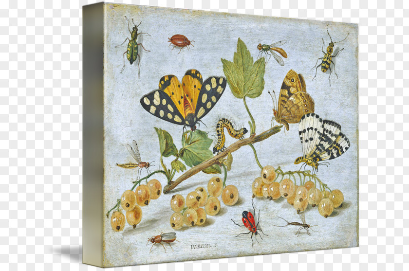 Butterfly Butterflies & Insects Still Life Common Furniture Beetle PNG