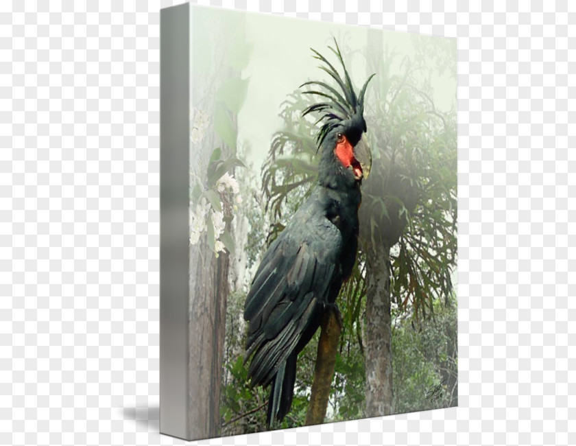 Feather Beak Gallery Wrap Palm Cockatoo Canvas PNG