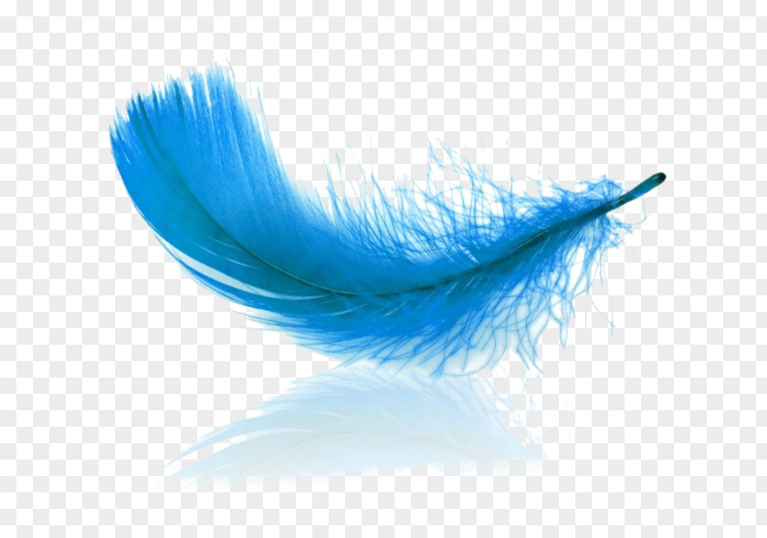 Feather Stock Photography Germany Royalty-free PNG