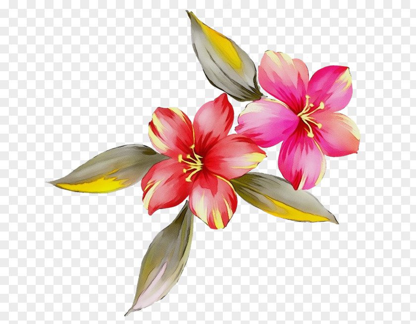 Flower Petal Plant Watercolor Paint Pink PNG