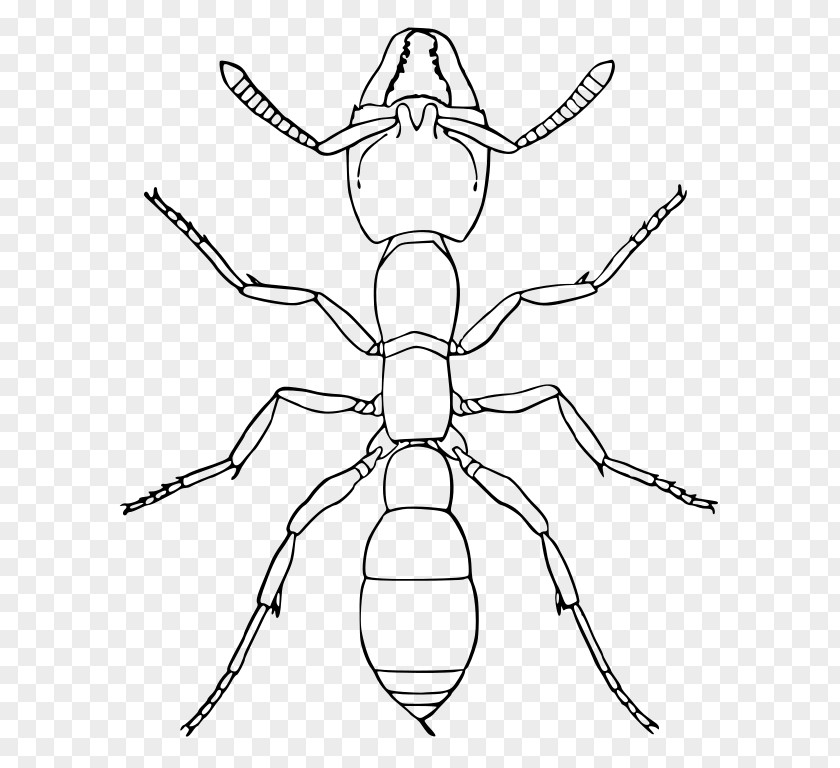 Insect Amblyopone Pallipes Apocrita Wikipedia PNG