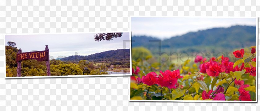 Landscape Tourism Wildflower Flowering Plant PNG