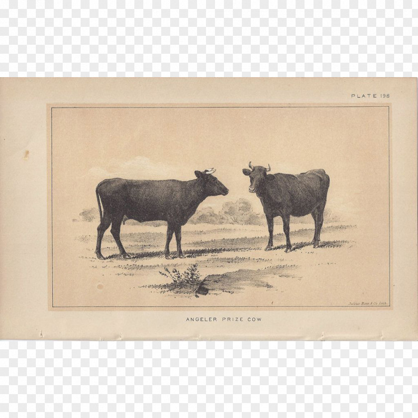 Bull Cattle Ox Fauna Jeffrey Horn PNG