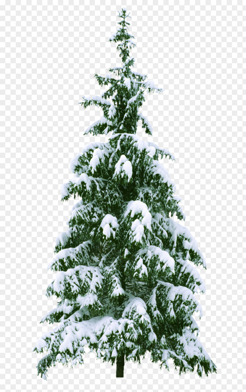 Christmas Tree New Year PNG