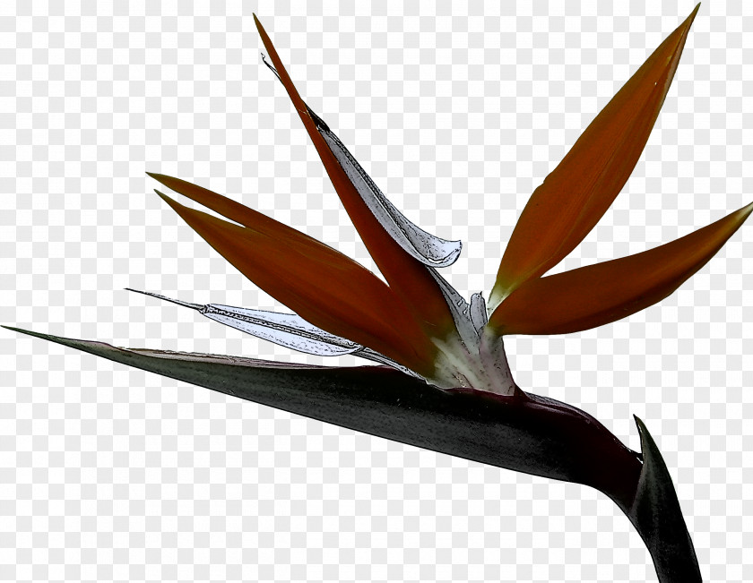 Heliconia Birdofparadise Bird Of Paradise PNG