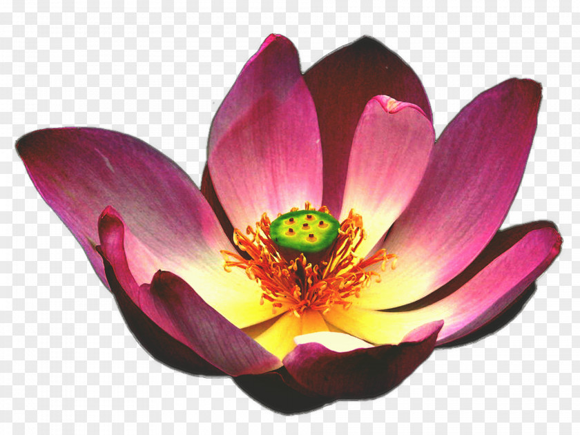 Waterlily Egyptian Lotus Nelumbo Nucifera Flower Aquatic Plants PNG