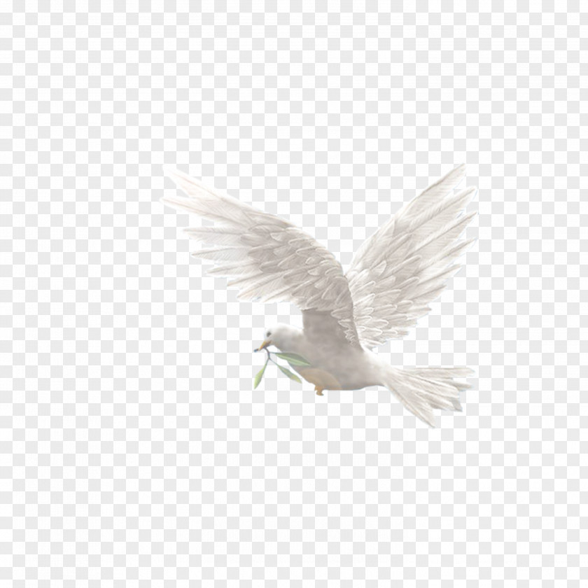 White Dove PNG dove clipart PNG