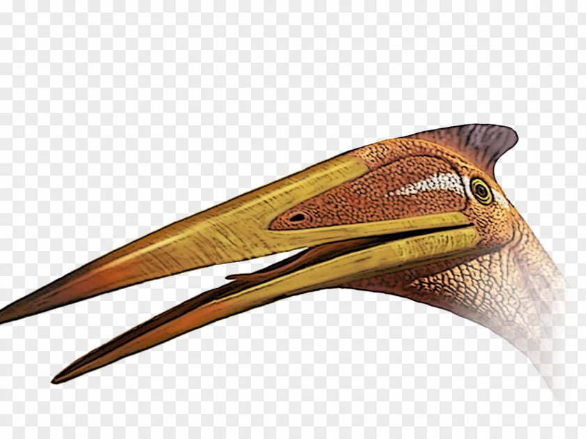 Beak Pelican Jurassic Park PNG
