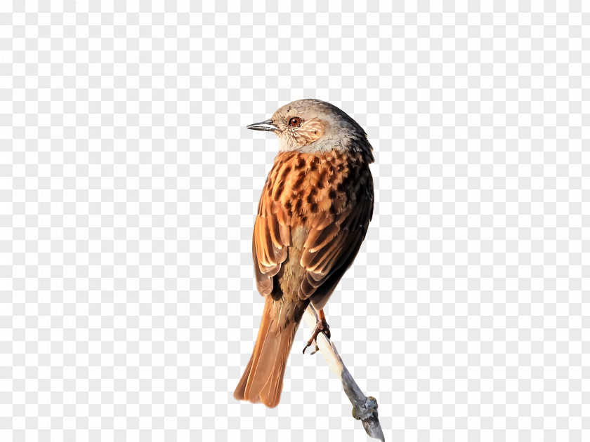 Feather PNG