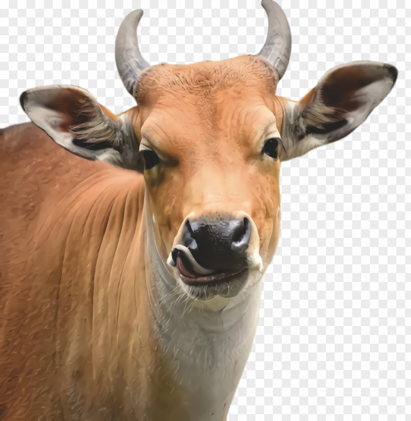 Livestock Bongo Horn Bovine Wildlife Snout Cow-goat Family PNG