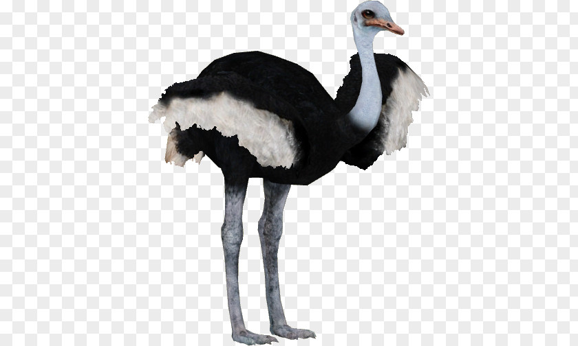 Ostrich Image Transparency Emu Clip Art PNG