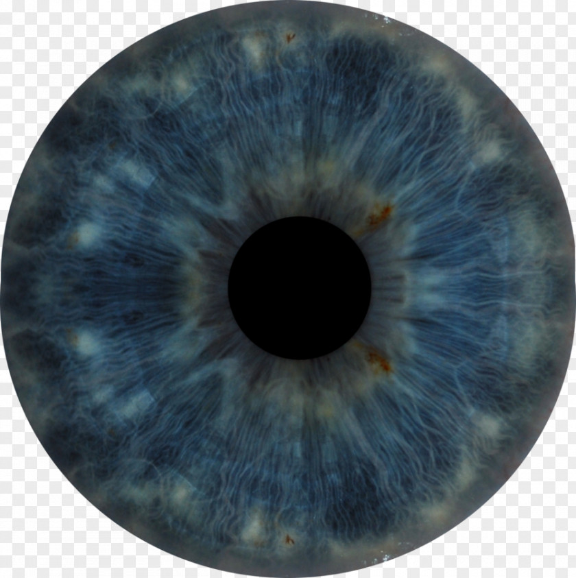 Anatomy Human Eye Iris PNG