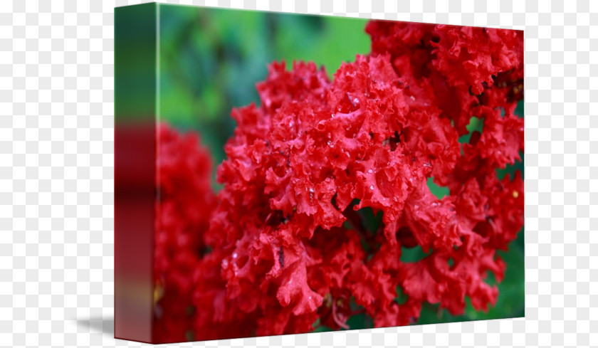 Crape Myrtle Azalea PNG