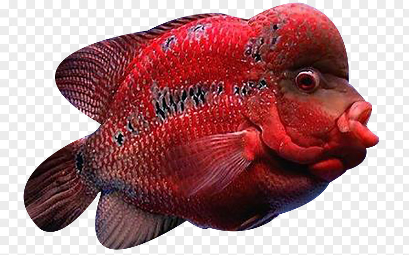Deep Sea Red Rosé Fish Cat Flowerhorn Cichlid Arhat PNG