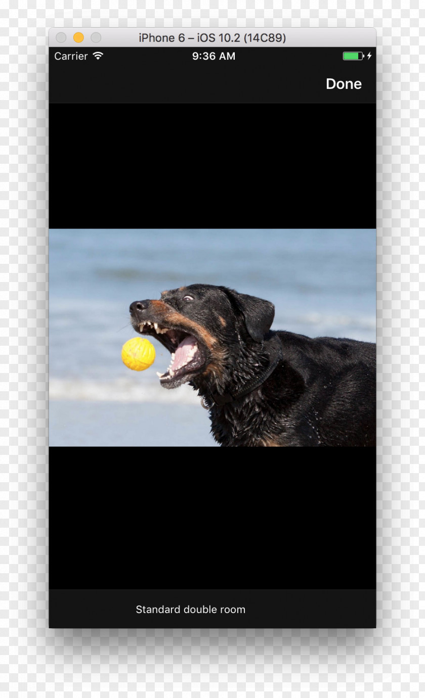 Dog Screenshot PNG
