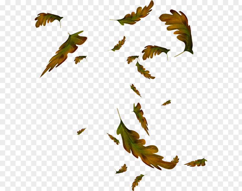 Leaf Animation Drawing Autumn Clip Art PNG