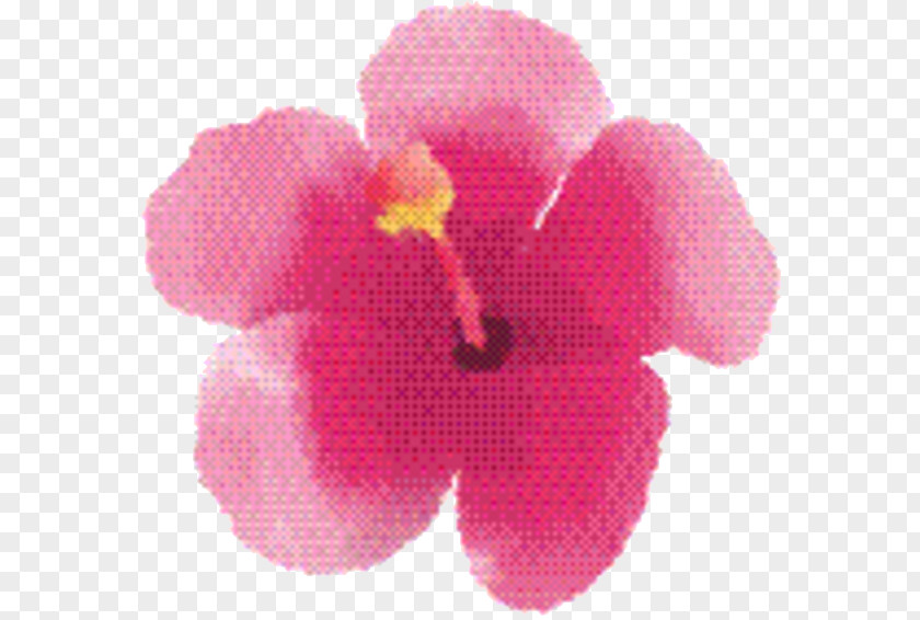 Mallow Family Iris Pink Flower Cartoon PNG