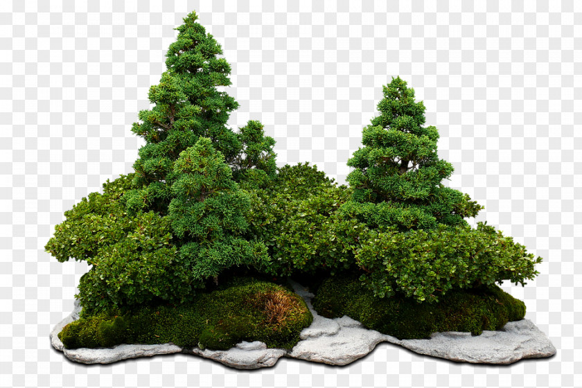 Stone Bonsai Penjing Saikei Tree Hxf2n Non Bu1ed9 PNG