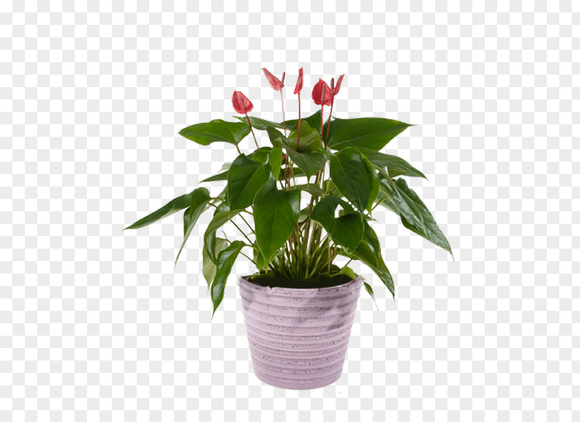 Anthuriums Cut Flowers Flowerpot Houseplant PNG
