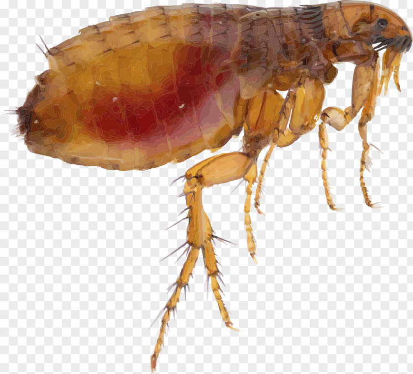 Flea Louse Dog Insect PNG