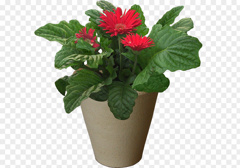 Flower Grow Light Flowerpot Houseplant Cut Flowers PNG