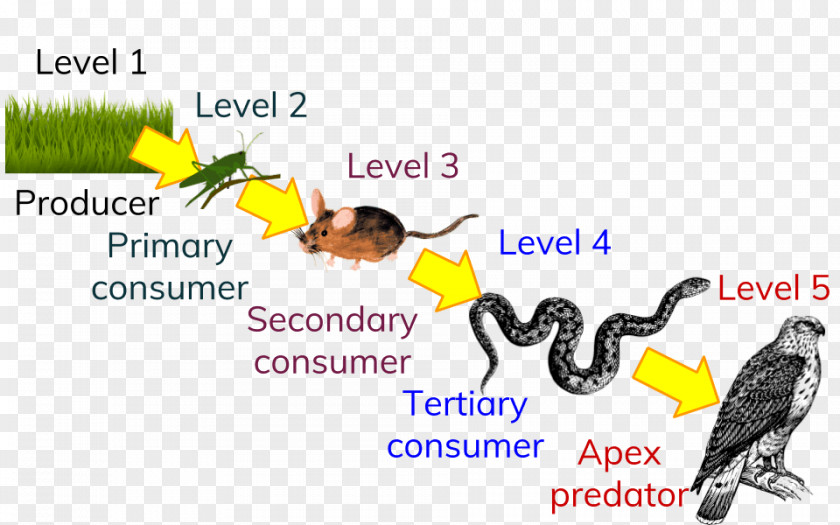 Food Chain Trophic Level Ecological Pyramid Ecology Consumer PNG