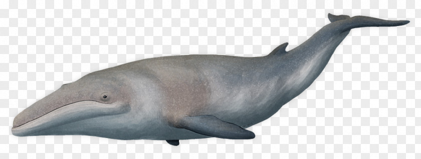 Grey Whale Tucuxi Common Bottlenose Dolphin Cetotherium Cetotheriidae Cetaceans PNG