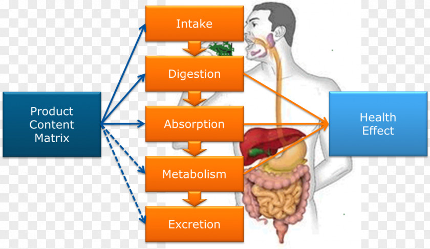 Health Digestion Food Healthy Diet PNG