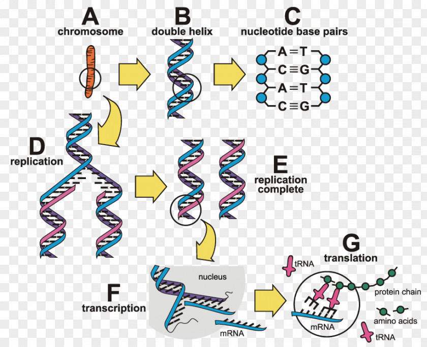 Technology Clip Art Product Line Gene PNG