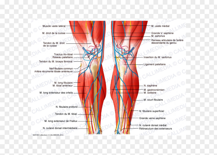 Thigh Knee Muscle Nerve Crus PNG Crus, Gamba clipart PNG