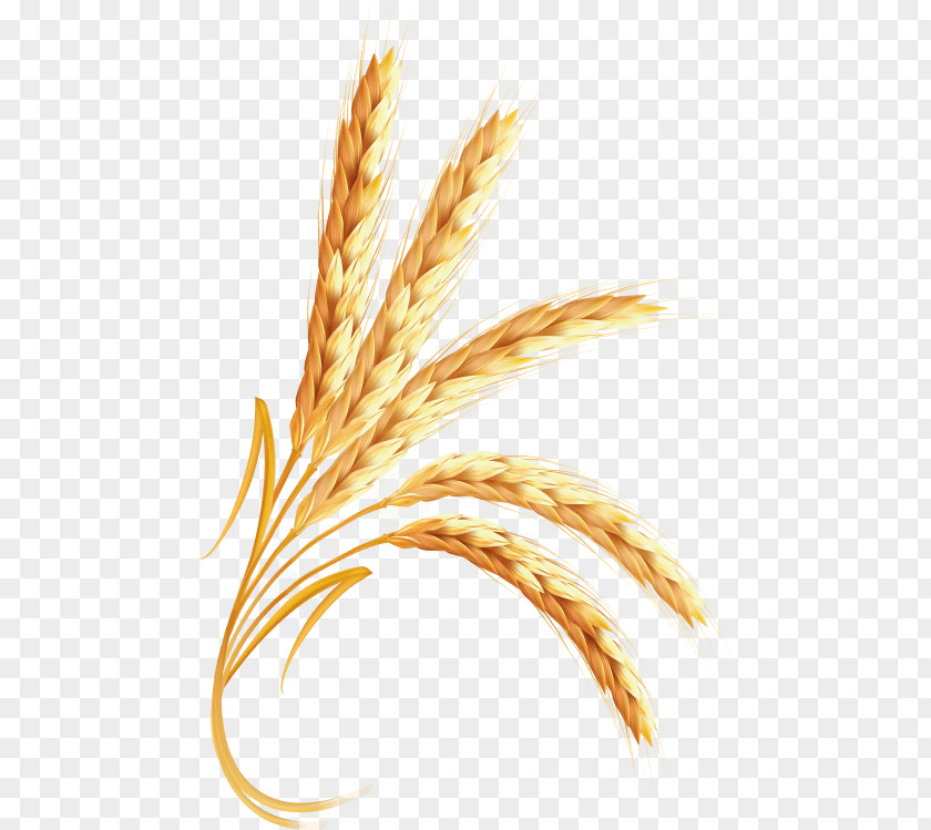 Barley Emmer Clip Art Cereal Transparency PNG