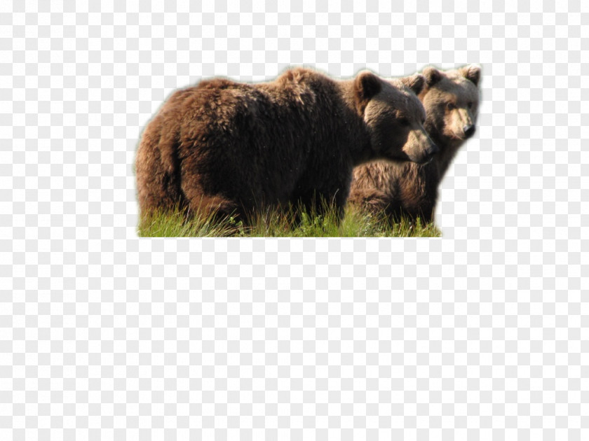 Bears Brown Bear Grizzly Alaska Moose PNG