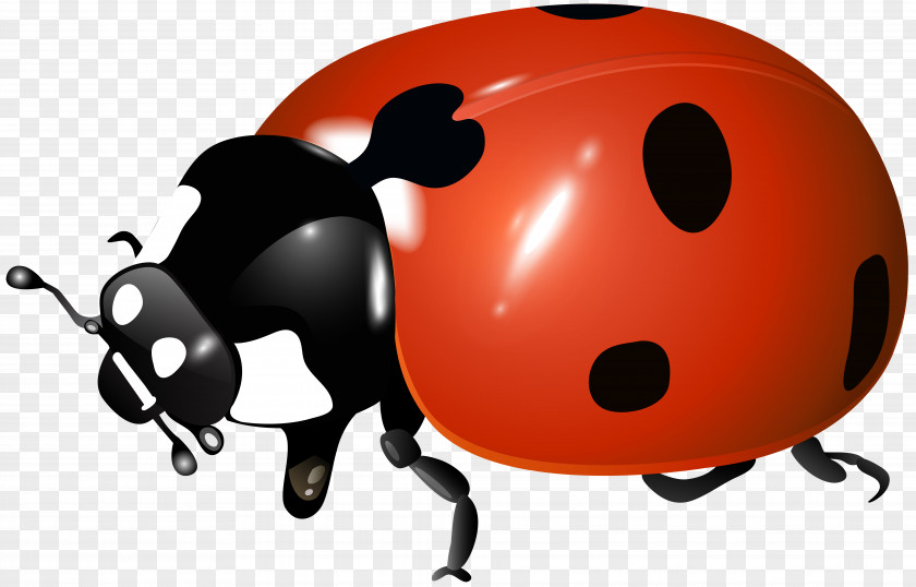 Beetle Ladybird Clip Art Image PNG