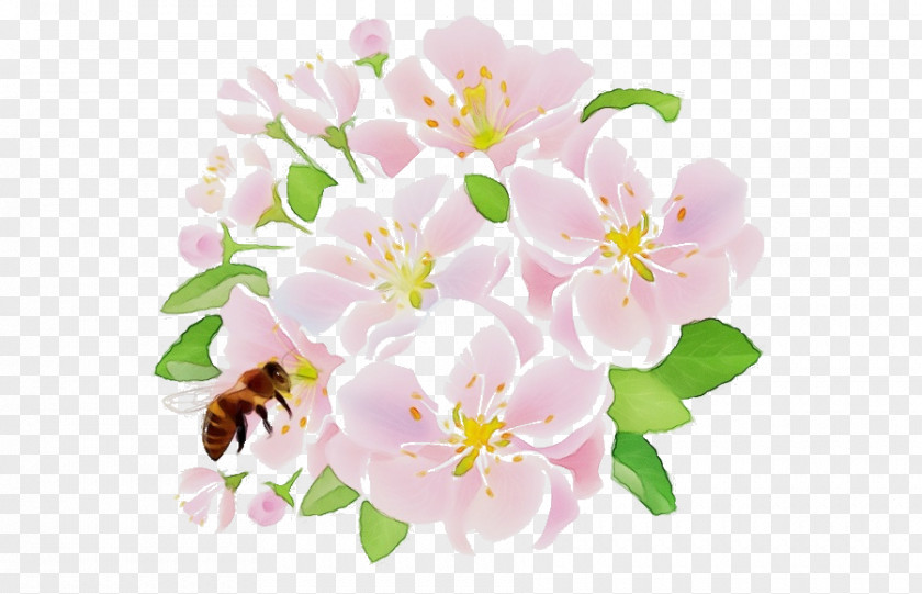 Cherry Blossom PNG