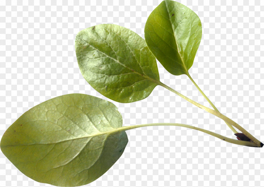 Green Leaves Leaf Branch Twig PNG