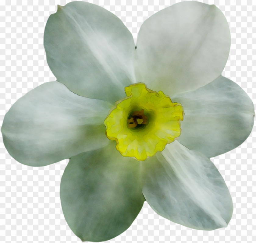 Narcissus PNG