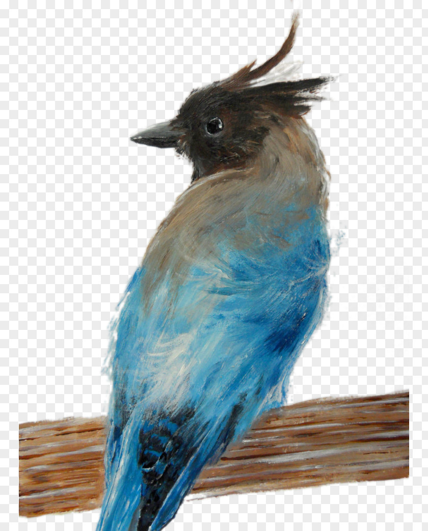 Feather Blue Jay Cobalt Fauna Bluebirds PNG