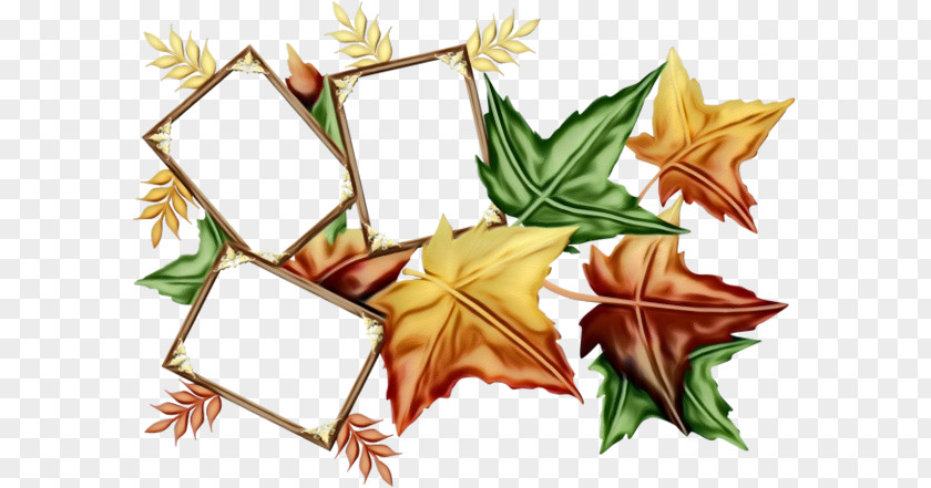 Holly Plane Autumn Leaf Drawing PNG