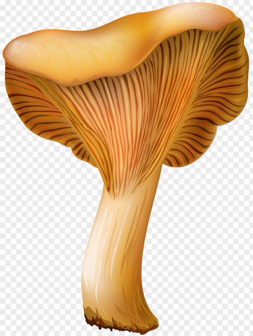 Mushroom Pleurotus Eryngii Edible Clip Art PNG