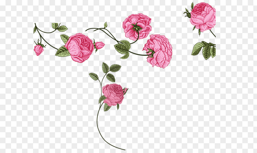 Real Roses Floral Design Greeting & Note Cards Vector Graphics Flower Rose PNG