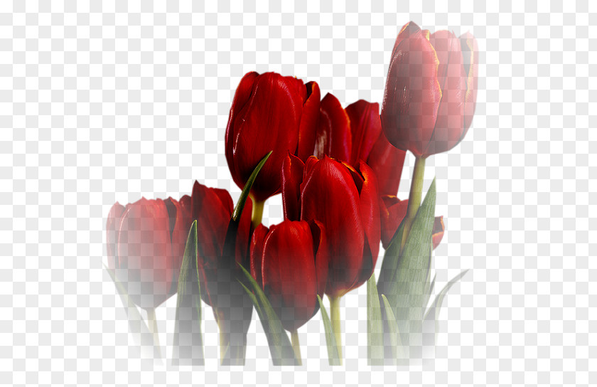 Tulip Flower PNG