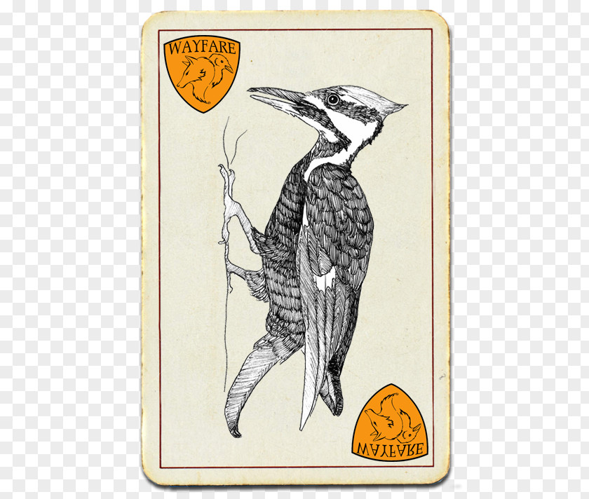 Bird Beak Flightless Cartoon PNG