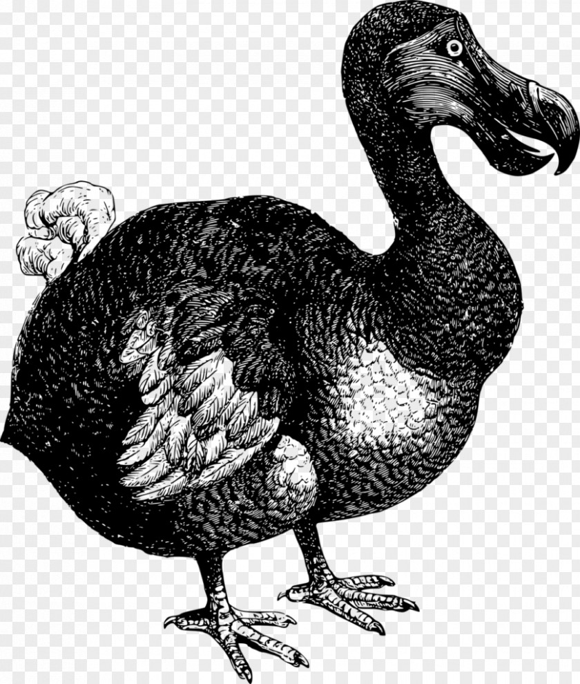 Bird Flightless Dodo Extinction PNG